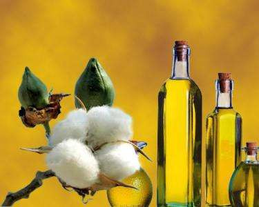 Study on cottonseed oil refining process