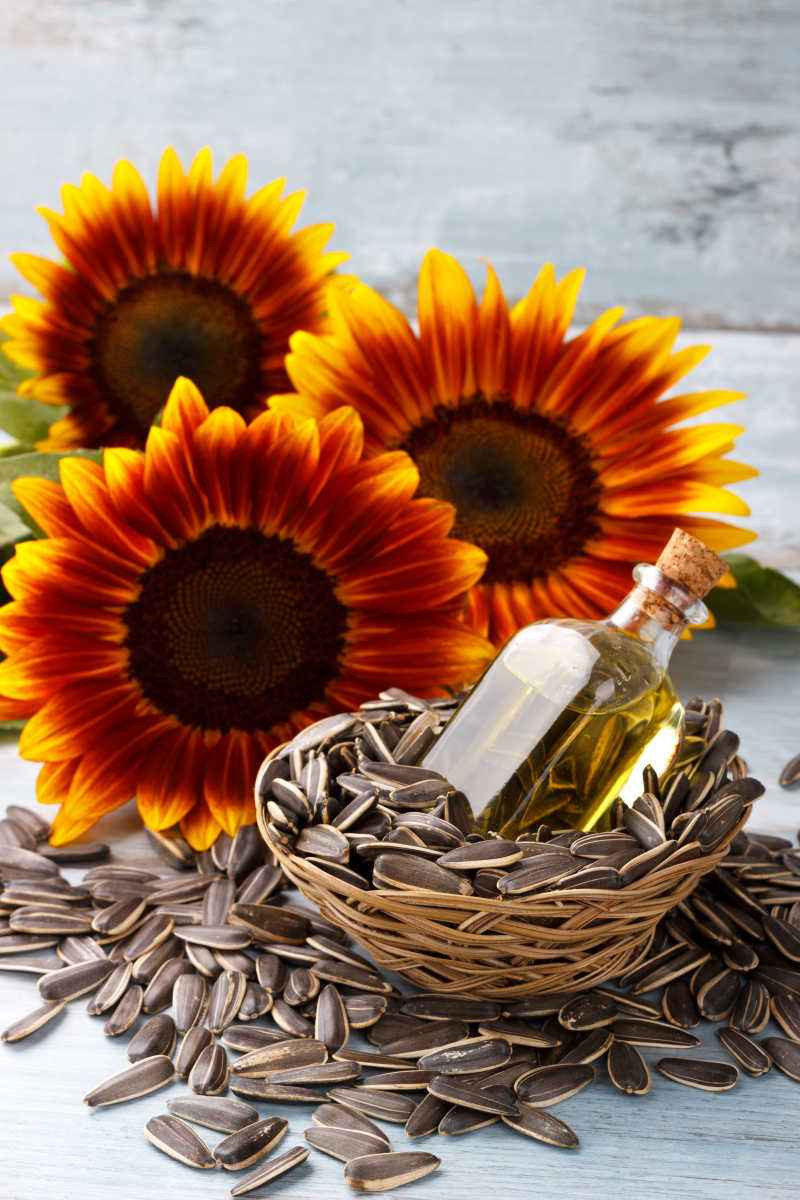 Development Status and Countermeasures of Sunflower Industry in China (2)